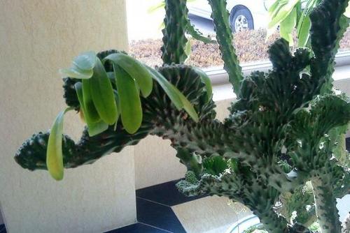 麒麟盆栽镇宅怎么摆放,镇宅盆栽玉麒麟