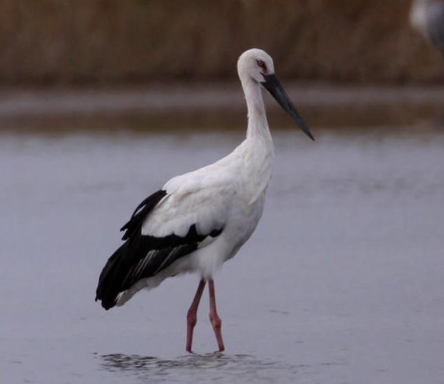 2019年黑龙江有多少种珍稀动物,黑龙江省国家一级保护动物名录