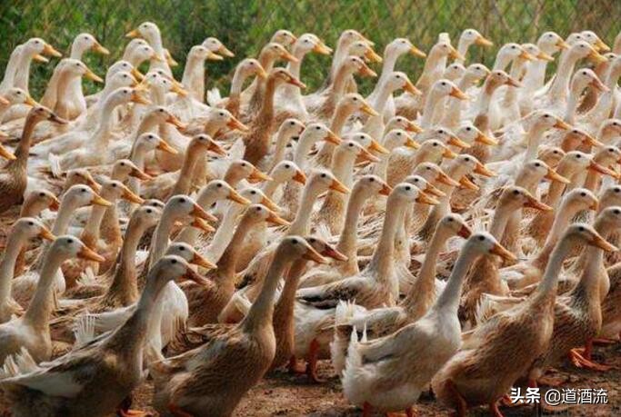 蛋鸭产蛋夜间管理技术要点,蛋鸭的管理