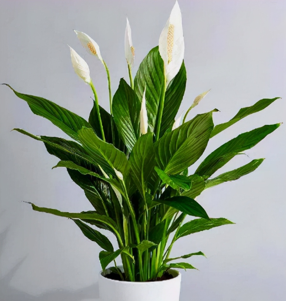 适合养在室内的植物寓意好的,室内适合养什么植物对家庭比较好