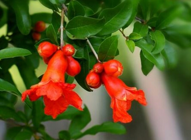 盆栽石榴树什么品种是甜的,石榴树带果实能用水培繁殖