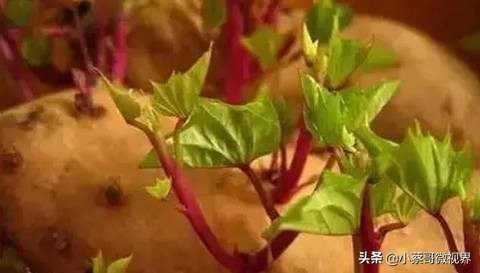 吃完的水果种子不要丢,吃完水果果核别扔