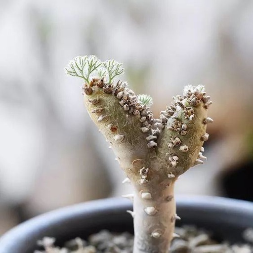 世界十大花卉排行榜名单,世界十大名贵花草