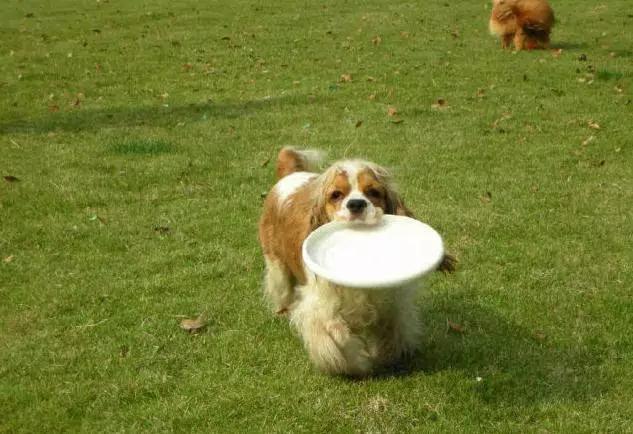 45种狗狗很难得一见你认识几种,45种最难得一见的狗