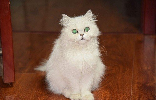 被猫爪子抓了一道流血了有事吗,猫爪子扎了一个小洞流血了