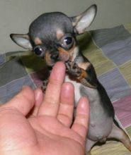 吉娃娃饲养容易吗,吉娃娃犬好训练吗