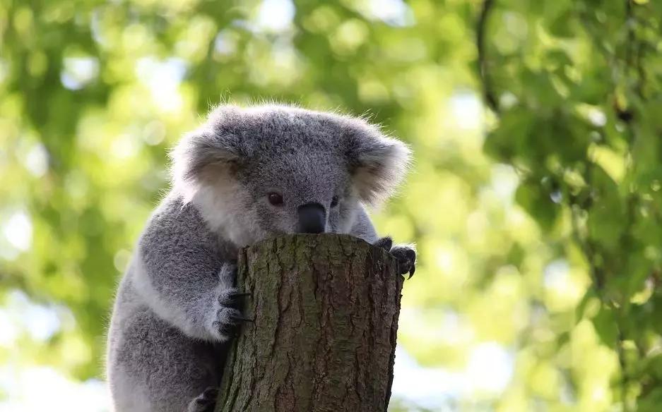 难灭的澳洲山火：桉树“点火”，猛禽“助燃”