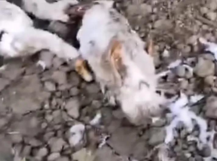 捕捉黄大仙的方法有哪些,黄大仙为什么怕黄鼠狼