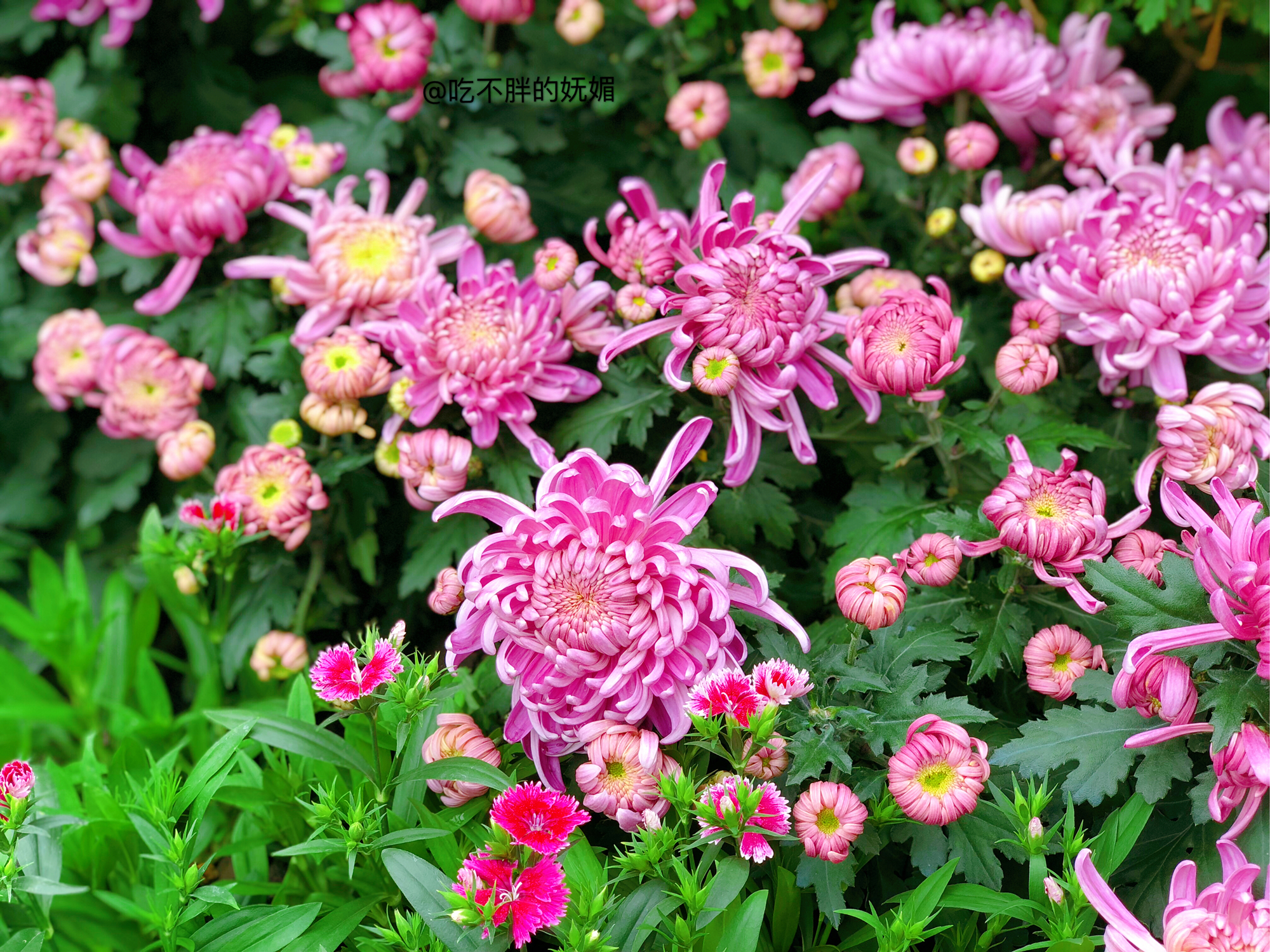 吃货夫妻结婚2周年，去成都逛吃逛吃，3天花了5600元~