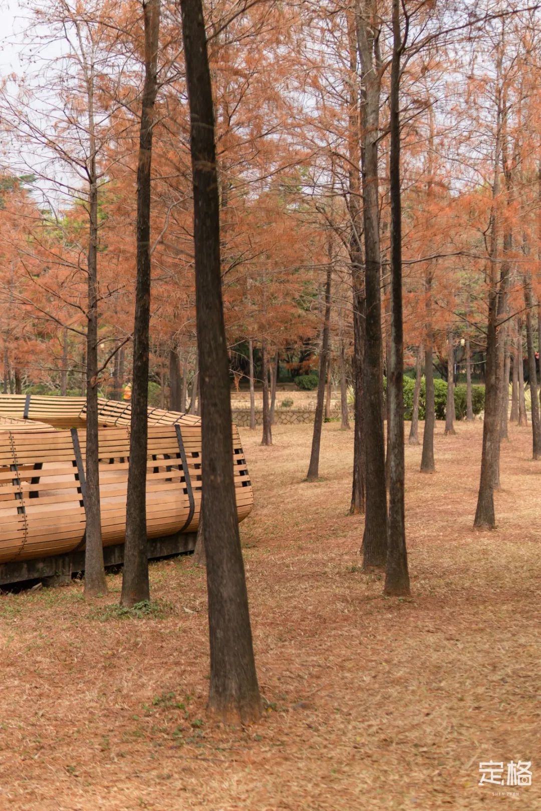 莲花山为啥一夜就火了,莲花山景区