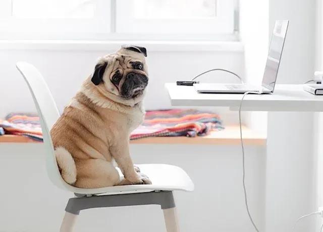 全球公认最古老的狗品种,世界十大最稀有的狗品种