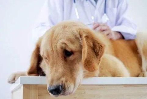 狗狗出现哪6种现象就得了狂犬,狗狗生病的六种表现是什么