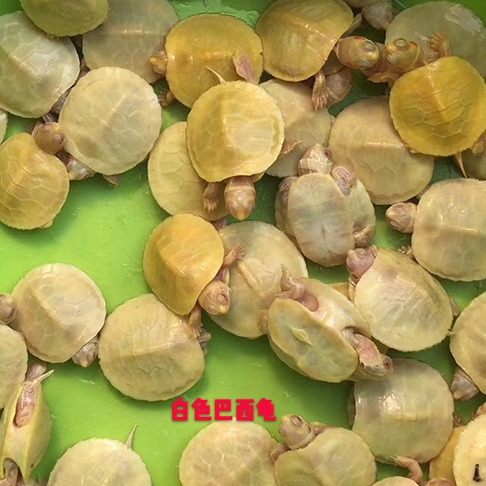 变异巴西龟养殖技巧图解,变异巴西龟养殖视频