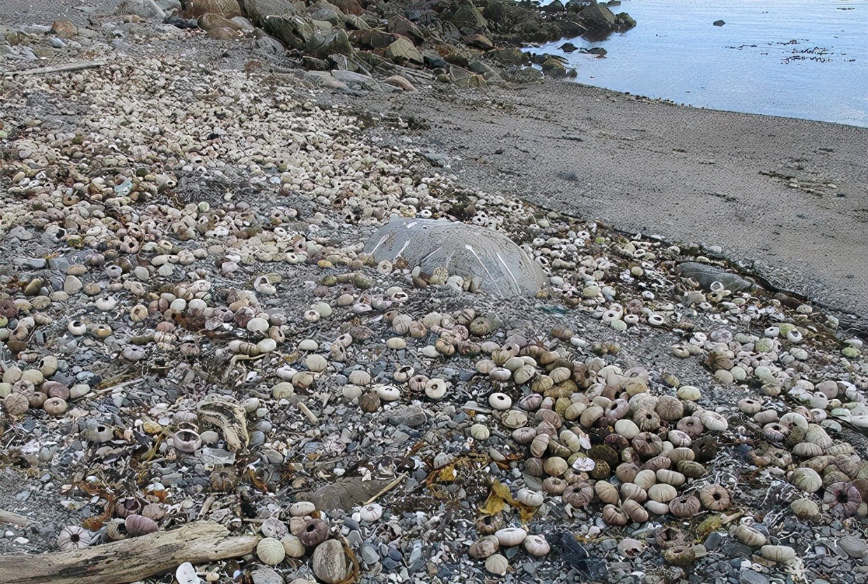 日本海岸现大量鱼尸体,日本海滩惊现大量乌贼尸体
