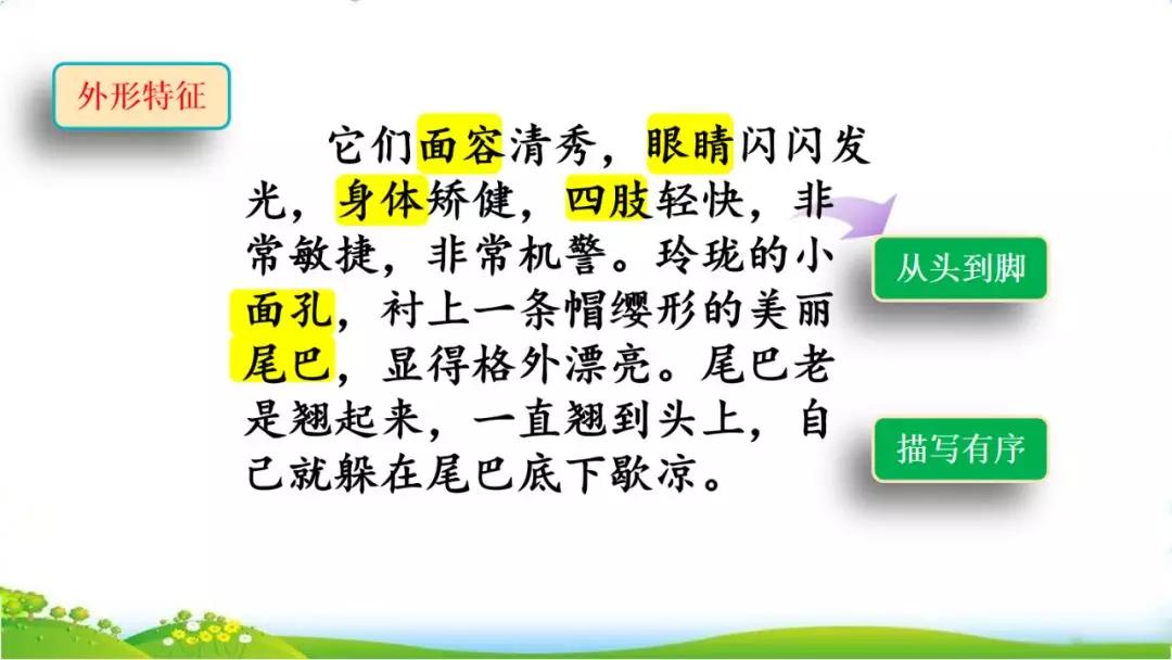 五年级语文第17课松鼠讲解,五年级上册第17课松鼠教材详解