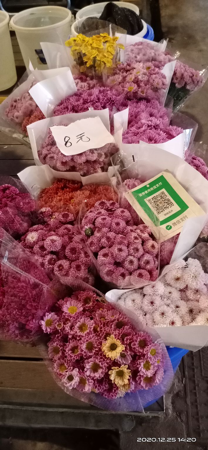 逛岭南花卉市场攻略,岭南芳村花卉批发市场游玩的美文