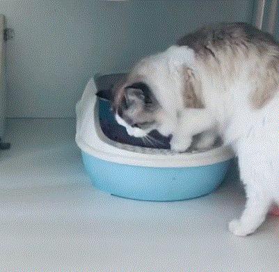 如何防止猫咪在床上乱拉乱尿,猫咪已经绝育喜欢乱尿怎么办