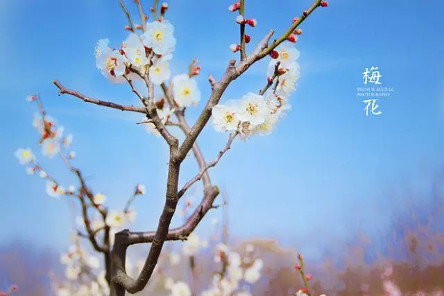 中国十大名花惊艳千年,中国十大名花美极了