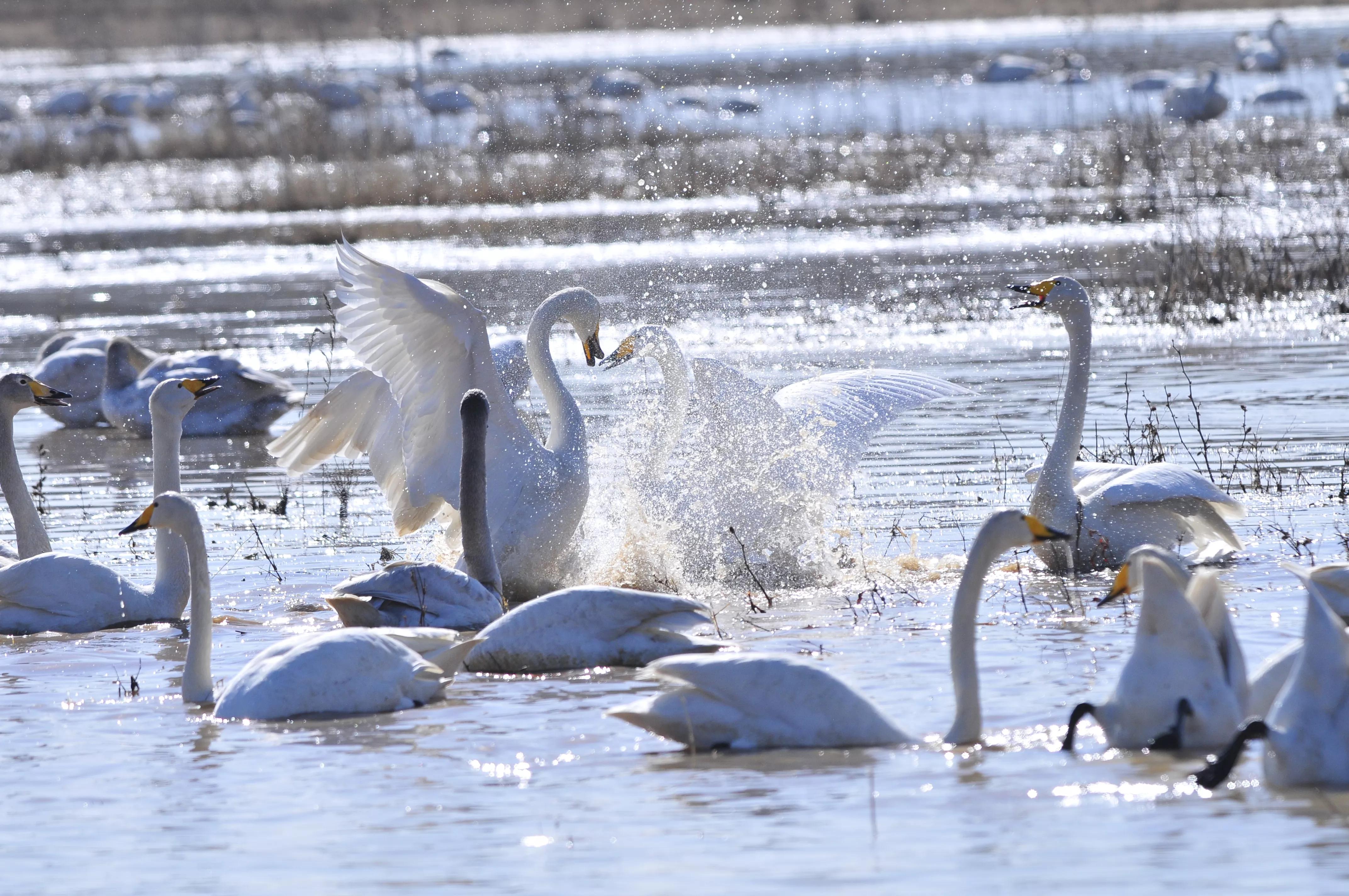 D300s+300F4拍摄/满意，趣解/天鹅斗：只动嘴不动手