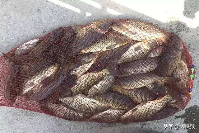 大师用玉米钓鱼怎样调漂,简单易学的钓鱼老玉米制作