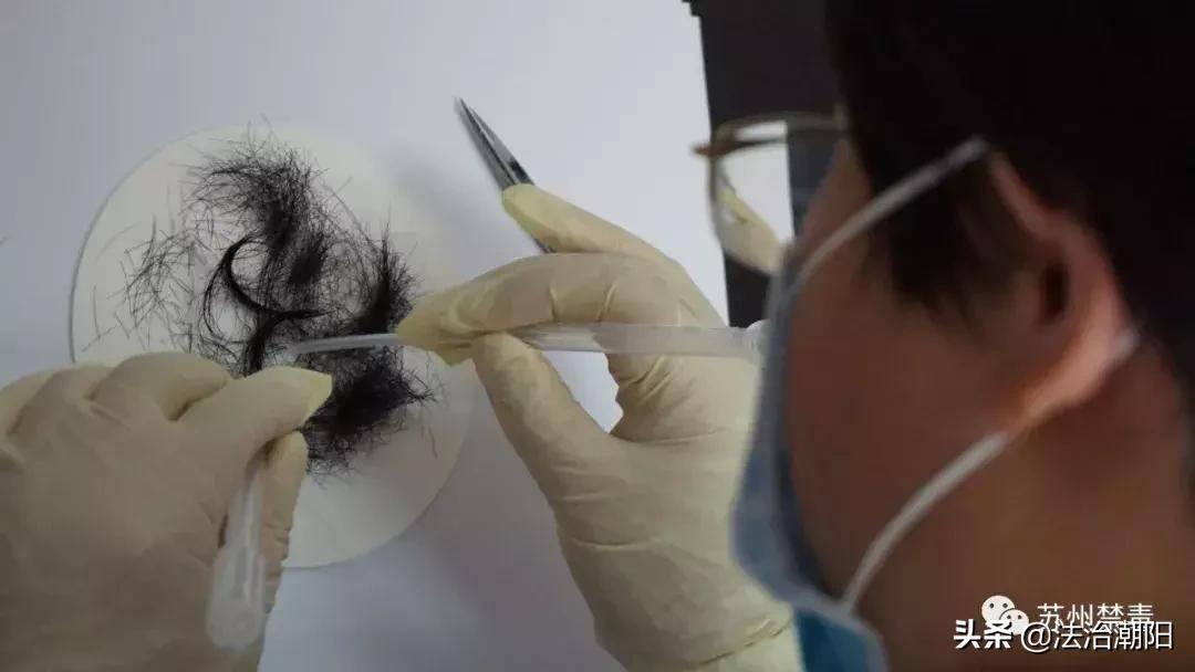 为逃避毛发检测而剃光头发,女孩为了摆脱追求者剃光头