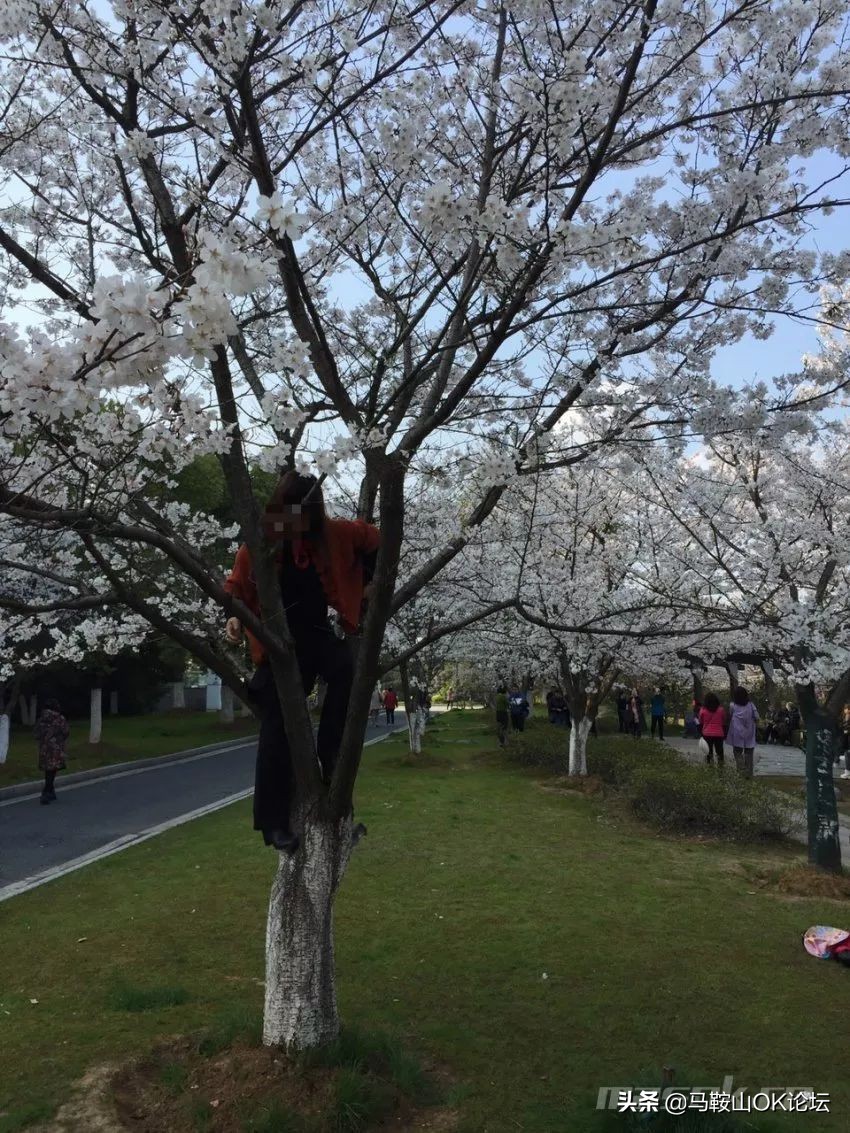 马鞍山滨江公园樱花开了吗,马鞍山雨山樱花