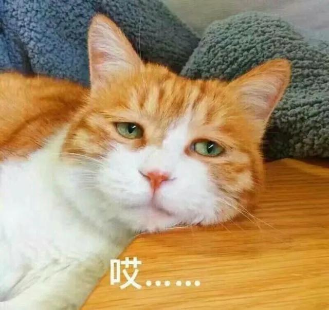养猫的七条禁忌,养猫攻略之猫咪乱尿