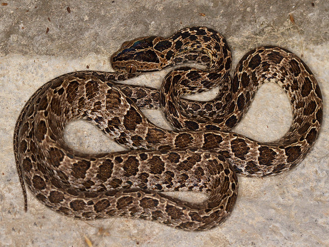 东北有毒蛇么,有毒的蛇图片有哪些