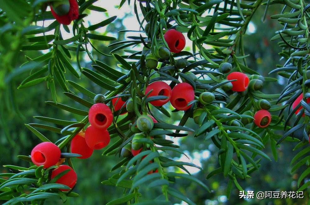 豫北红豆杉树出现黄叶是怎么回事,红豆杉盆景黄叶解决方法