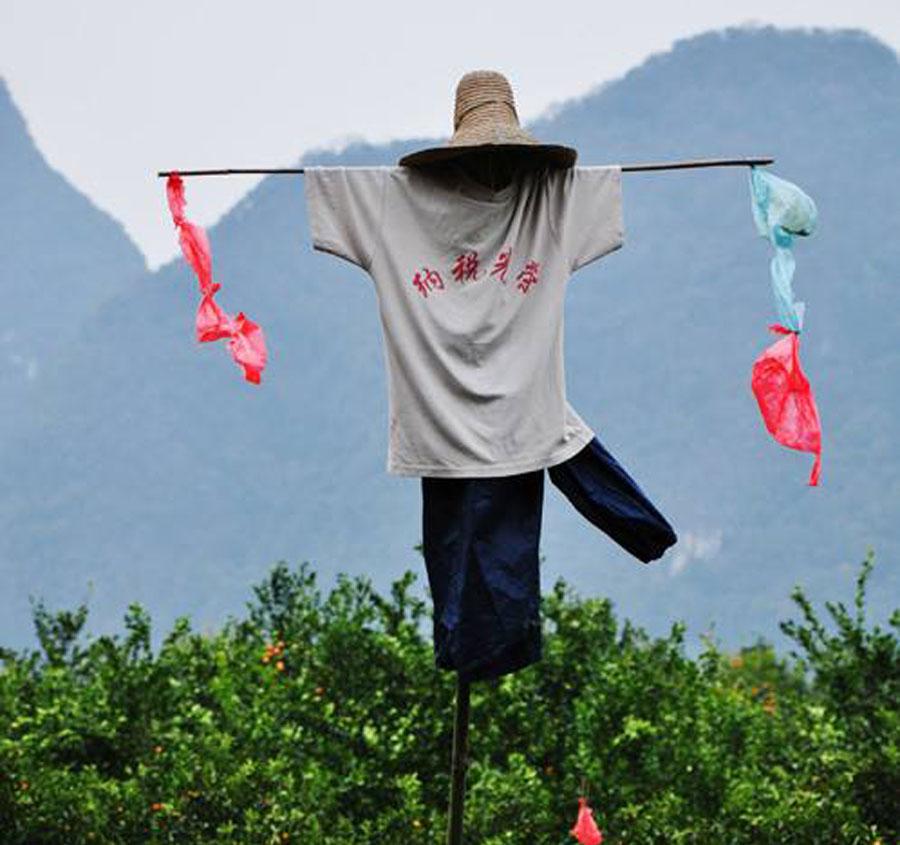 樱桃树上有喜鹊怎么办,樱桃树出现鸟害怎么办