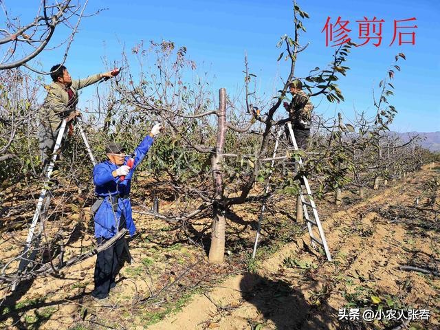 樱桃爸爸打了娇娇一巴掌,樱桃爸爸怒扇耳光