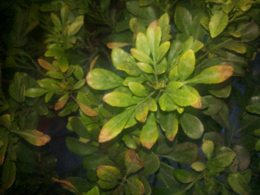 22种花耐旱耐热,天冷种花要注意什么