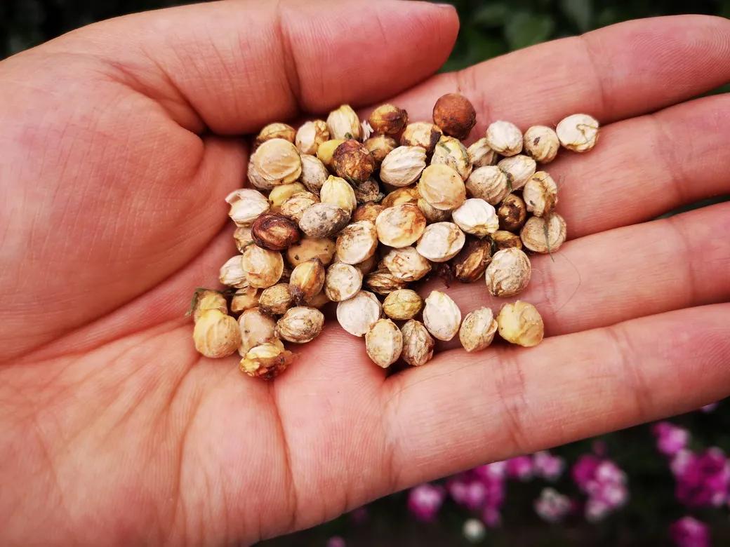 成都市双流区胜利幼儿园主题活动,天府新区幼儿园活动