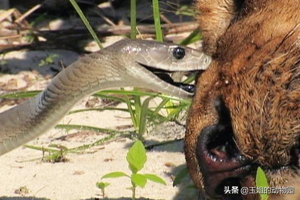 秒杀非洲狮，黑曼巴蛇的实力有多恐怖？能否称作毒蛇中的天花板？