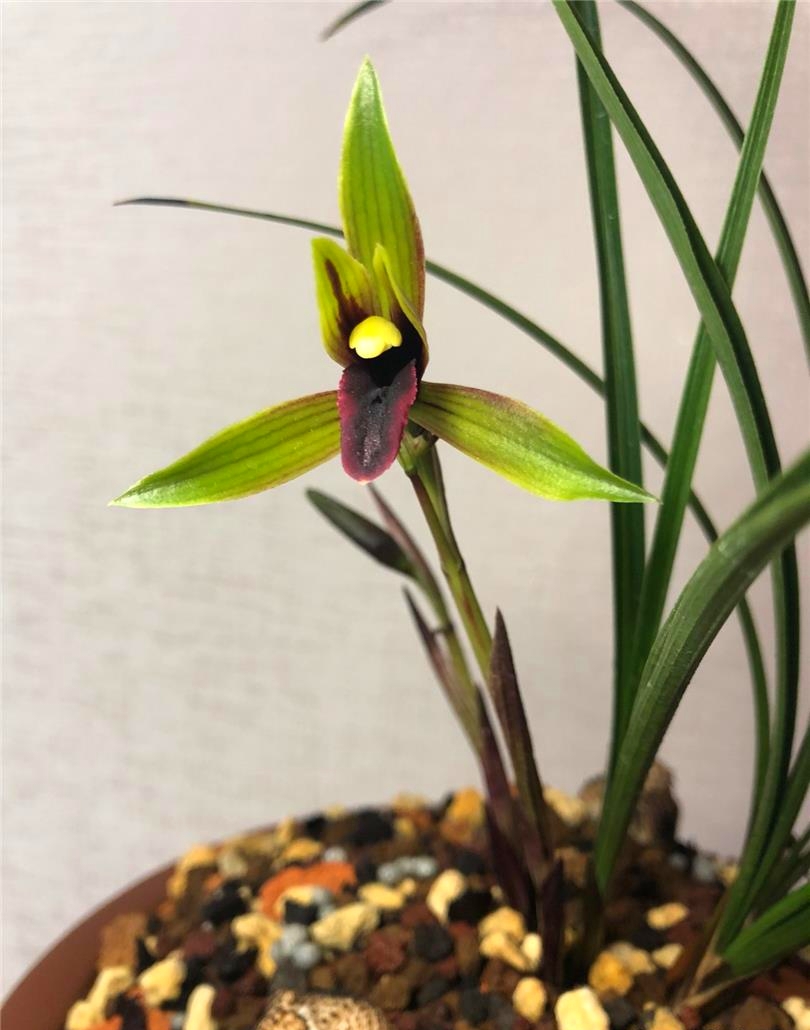 四川与贵州交界处出产的一颗春兰黑花，堪称大自然的经典之作