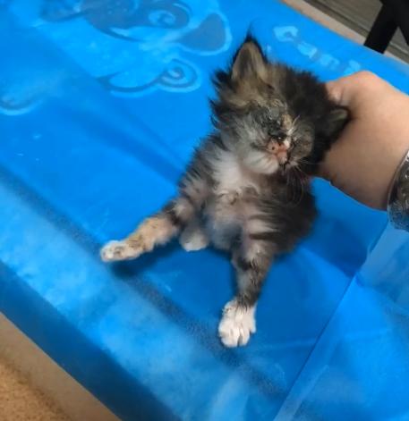 捡到一只被遗弃的小奶猫要怎么养,被猫妈遗弃了一只小奶猫