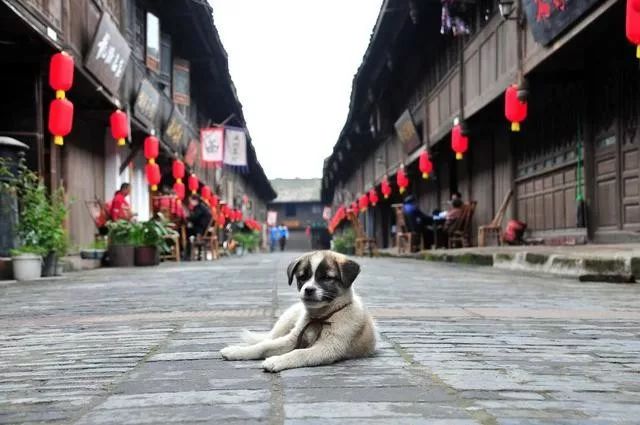 3月底蒲江十大网红打卡地,蒲江旅游十大必去景点