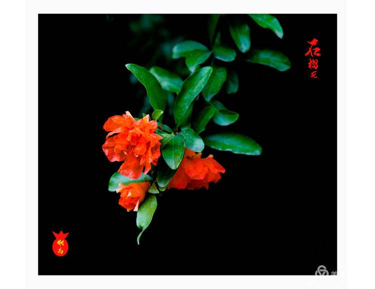 石榴花古诗词唯美,石榴花古诗词