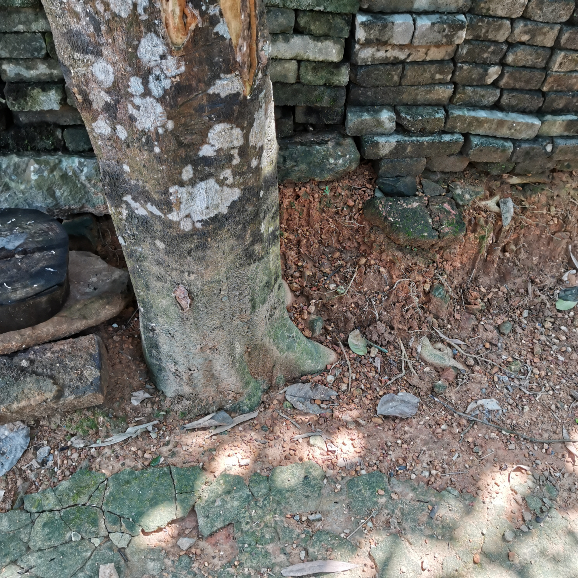 种植柚子的禁忌是什么,种植柚子遇到难解决的麻烦问题