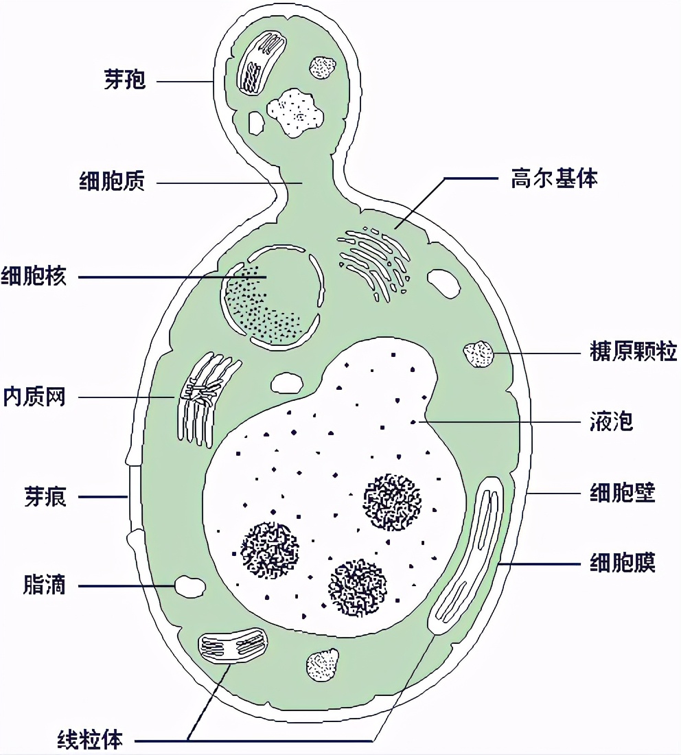 樱花皮肤补水保湿 (樱花美肌焕颜)