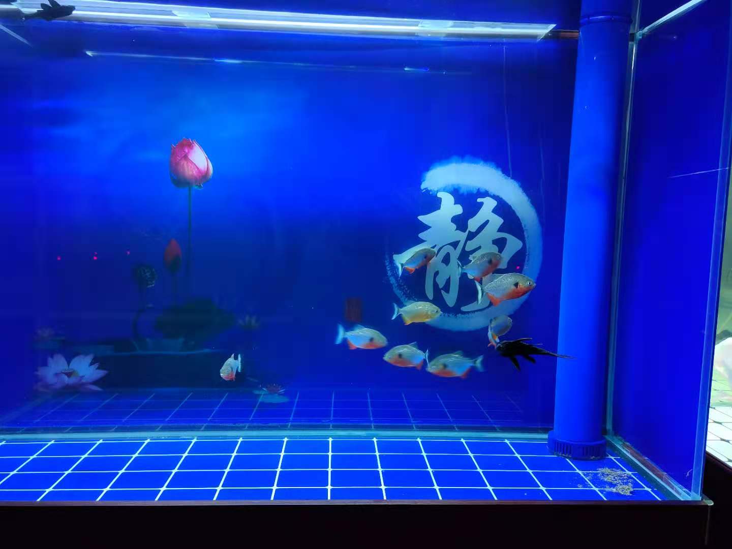 兰寿七彩神仙鱼混养,新手鱼友适合养哪种七彩神仙鱼