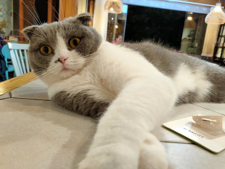 opporenoace最新测评,opporenoace手机对比评测