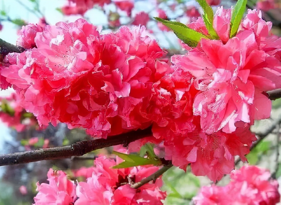 园林花卉学知识点,园林花卉学第三版知识点