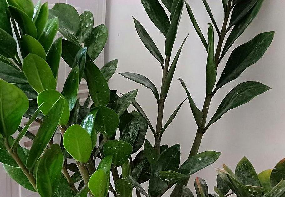 金钱树越长越旺盛怎么养护,金钱树如何养护才能长得旺盛