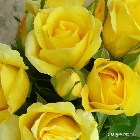 最接近月季花香的香水,以香水名字命名的月季有哪些