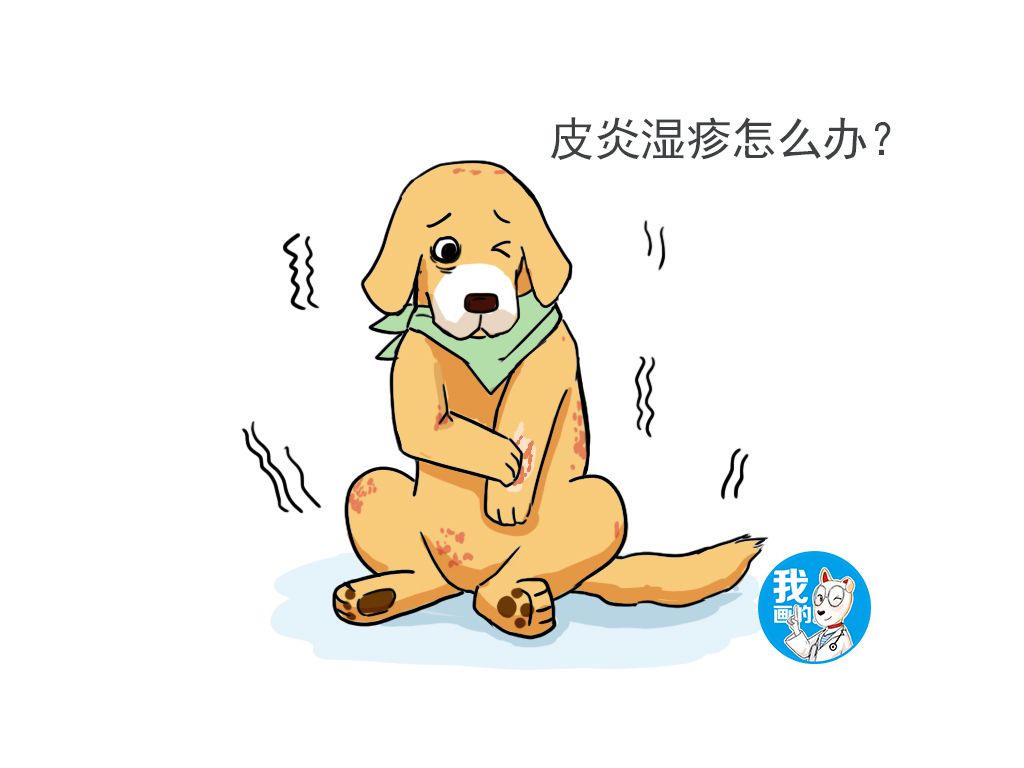 狗狗湿疹用药后多久能恢复,狗狗湿疹怎么治好得快用什么药
