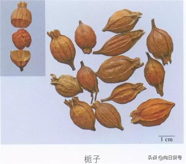 中药栀子的种植方法,中药栀子