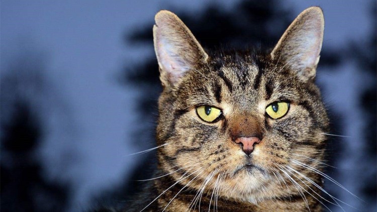 猫咪不吃东西怎么办最有效,猫咪不吃东西越来越瘦怎么办