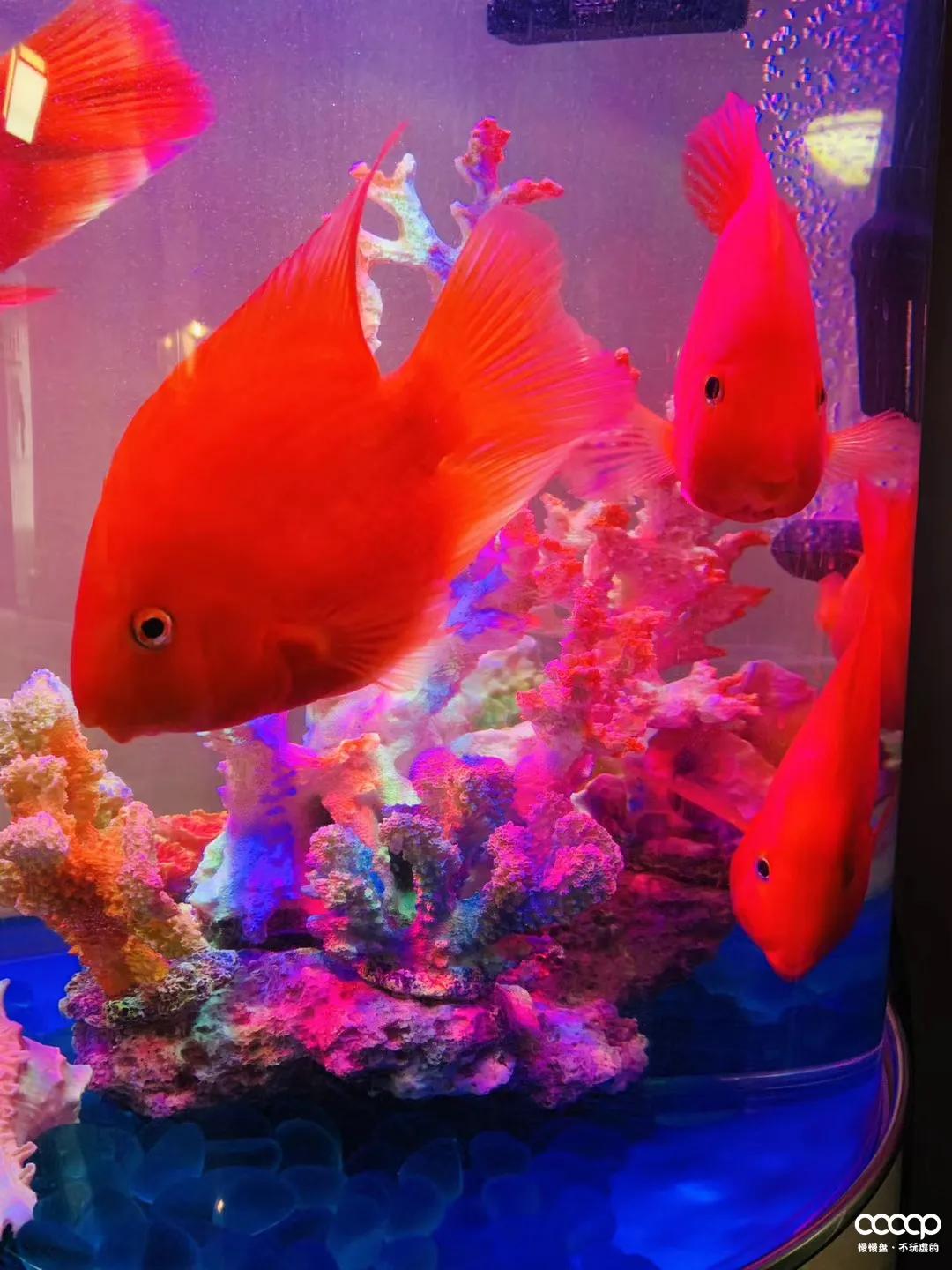 小金刚108颗配饰简单,长串小金刚怎么加配饰