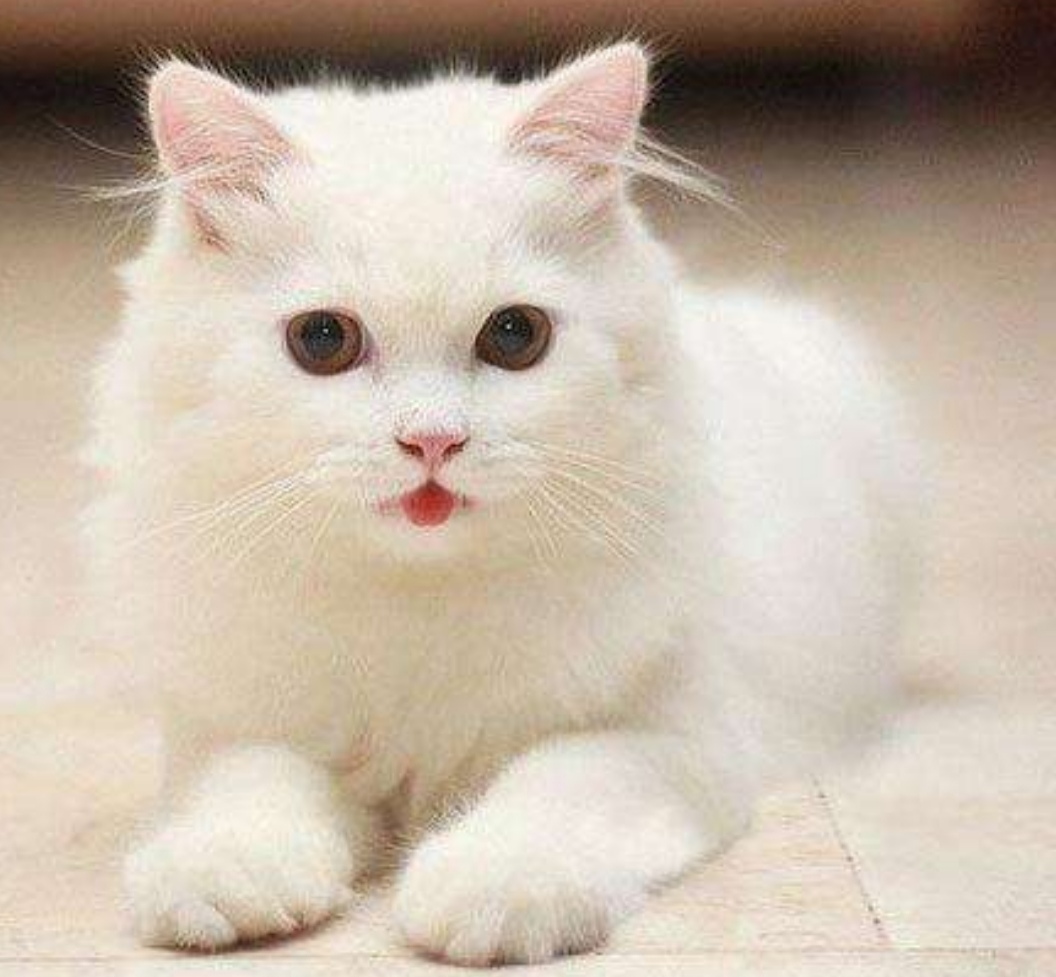 写小狗小猫小兔的外形描写作文,描写小猫小狗的好段落